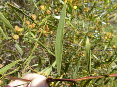 Acacia dodonaeifolia
