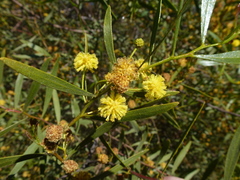 Acacia dodonaeifolia