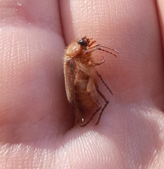 Amphimallon assimile