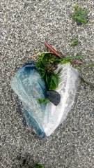 Velella