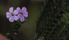 Euchaetis albertiniana