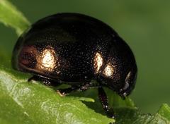 Ageniosa