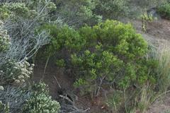 Euchaetis albertiniana