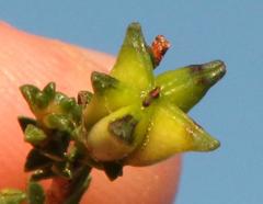 Euchaetis albertiniana