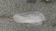 Velella