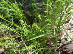 Galium gaudichaudii