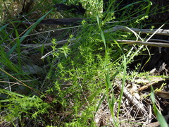 Galium gaudichaudii