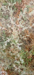 Petrosimonia brachiata