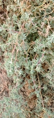 Petrosimonia brachiata