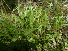 Goodenia pinnatifida