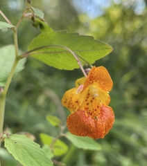 Impatiens capensis