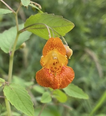Impatiens capensis