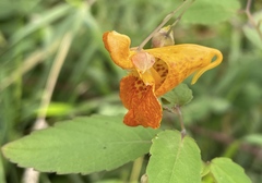 Impatiens capensis