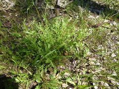 Goodenia pinnatifida