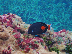 Acanthurus achilles