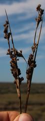 Juncus kraussii kraussii