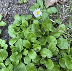 Bellis perennis