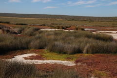 Juncus kraussii kraussii