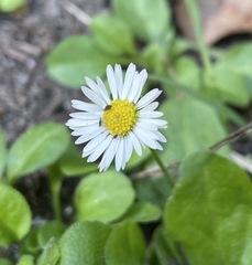 Bellis perennis