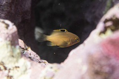 Plectroglyphidodon apicalis