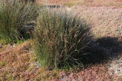 Juncus kraussii kraussii