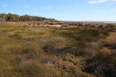 Juncus kraussii kraussii