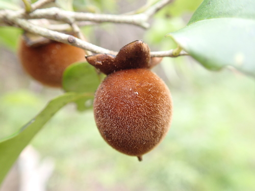 Diospyros haplostylis