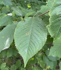 Prunus avium