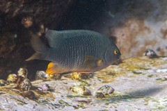 Plectroglyphidodon gascoynei