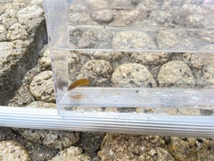 Halichoeres tenuispinis