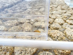 Halichoeres tenuispinis