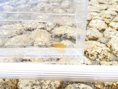 Halichoeres tenuispinis