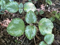 Lamium galeobdolon argentatum