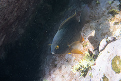 Plectroglyphidodon gascoynei