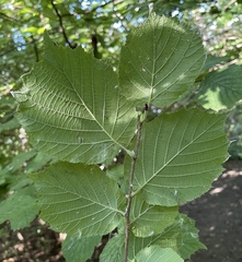 Corylus cornuta