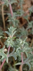 Petrosimonia brachiata