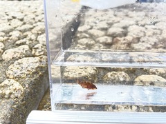 Pteragogus aurigarius