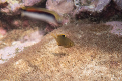 Plectroglyphidodon apicalis