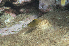 Plectroglyphidodon apicalis