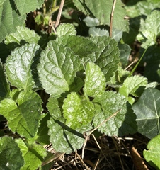 Lamium galeobdolon argentatum