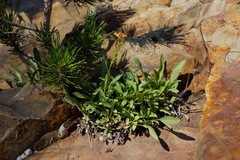 Packera subnuda subnuda