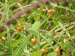 Impatiens capensis