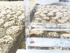 Pteragogus aurigarius