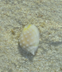 Nassarius granifer