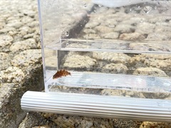 Pteragogus aurigarius