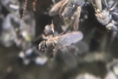 Ephydra cinerea