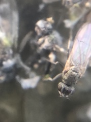 Ephydra cinerea