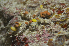 Camposcia retusa