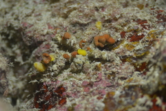 Camposcia retusa