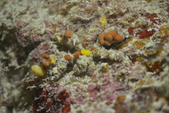 Camposcia retusa